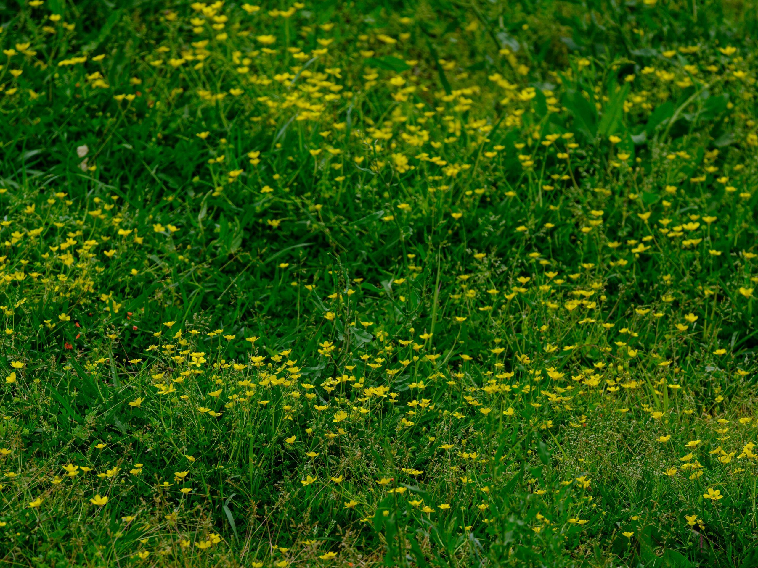 What is the Difference Between Grass and Lawn