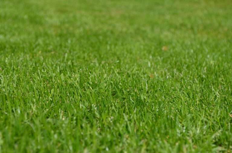 Best Grass Types for Spokane & Eastern Washington Lawns