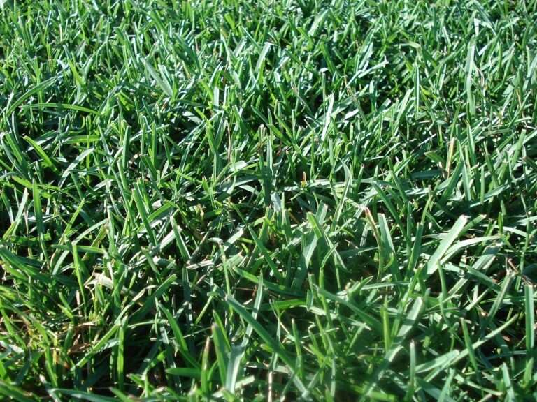 lawn, turf, environment, care, backyard, green, grass, nature, mowing, cut, green care