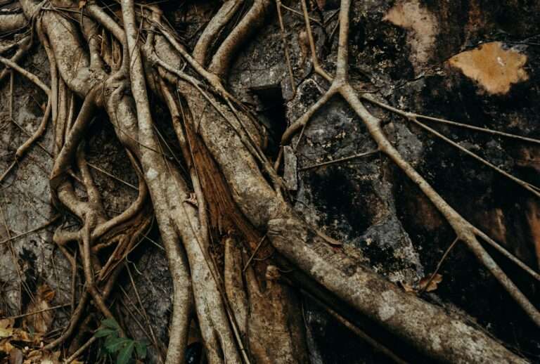Thick, intertwined tree roots spread across a rough, dark stone surface, with some patches of orange and brown visible on the rock.