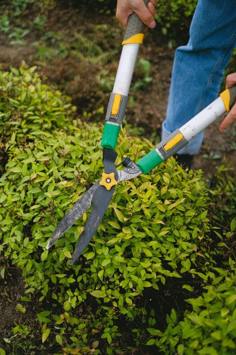 The Complete Guide to Commercial Lawn Care Services