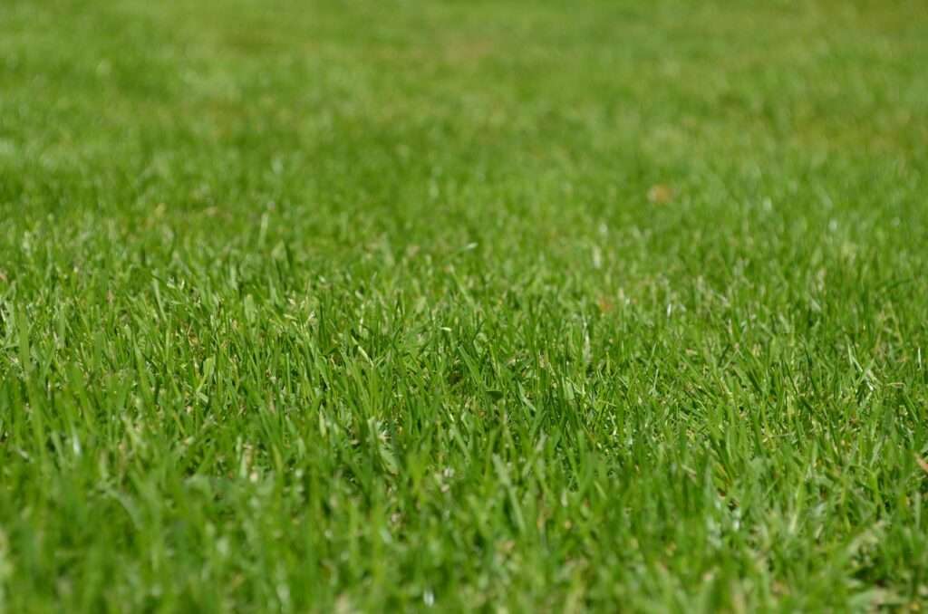 grasses, lawn, garden, ornamental grasses, greenery, meadow, yard, english lawn, nature, lawn, lawn, lawn, lawn, lawn, garden, yard, yard, yard, yard