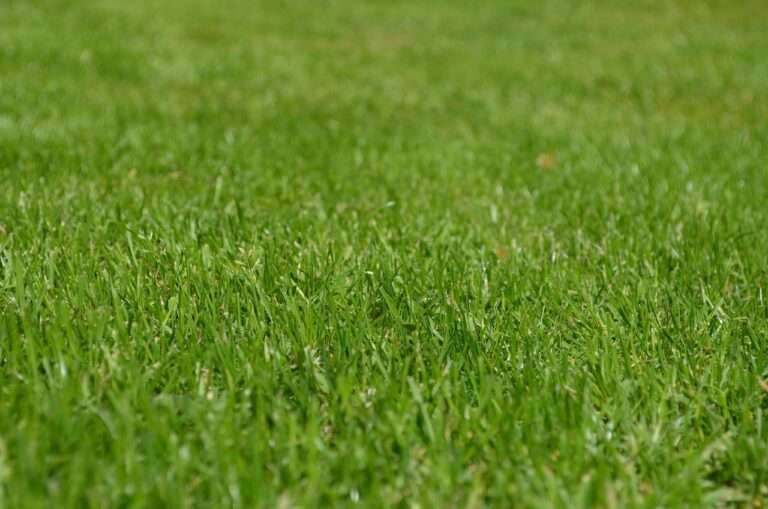 grasses, lawn, garden, ornamental grasses, greenery, meadow, yard, english lawn, nature, lawn, lawn, lawn, lawn, lawn, garden, yard, yard, yard, yard