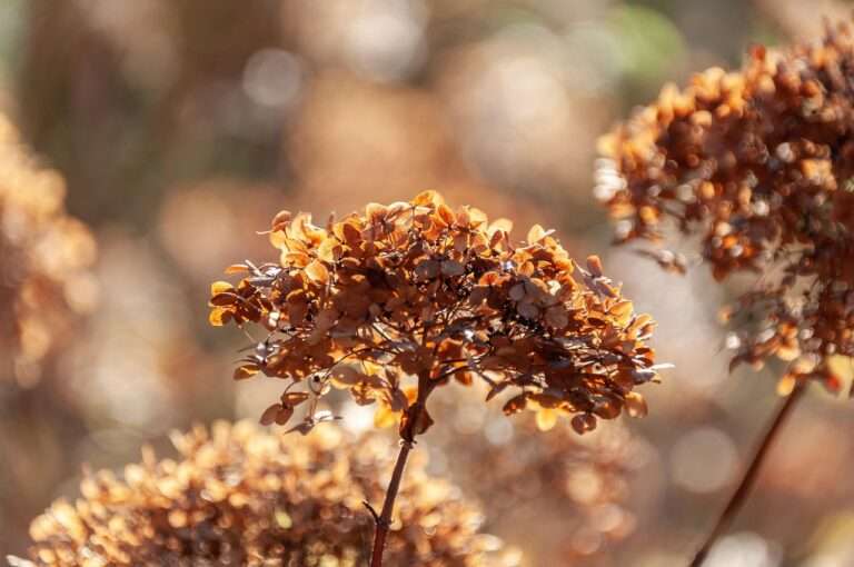 plant, leaves, nature, flower wallpaper, flowers, light, beautiful flowers, flower background, fall