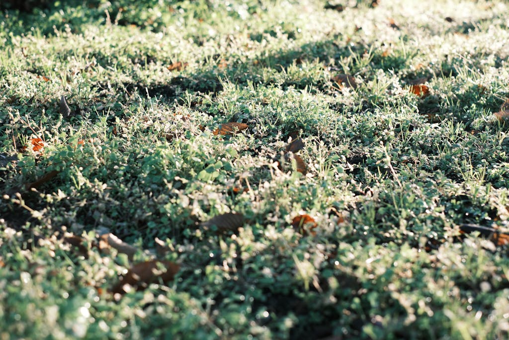 Close-up of vibrant green grass with morning dew sparkling in sunlight, evoking a fresh outdoor feel.