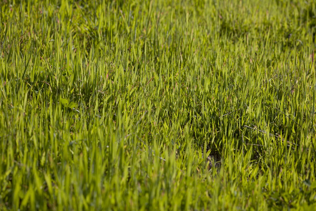 Vibrant green grass captured in a sunlit meadow, perfect for nature backgrounds.