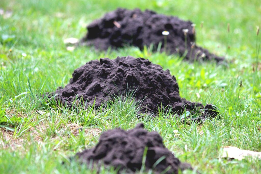 mole hill, mole, eject, row, earth, lawn, damage, nature, grass, meadow, field, green, summer, molehills, garden, environment, farm yard, floor, pest, destruction, gardening, maintain, three, dark, trouble, mole hill, mole hill, mole hill, mole hill, mole, mole, mole, mole, mole